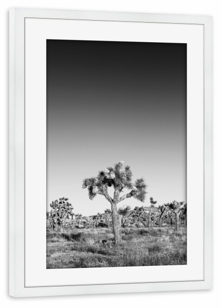 Poster mit Rahmen weiß "Joshua Tree Naturszene Monochrom" artboxONE - Natur,Schwarzweiß