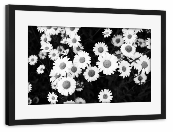 Poster mit Rahmen schwarz "Modern Daisies" artboxONE - Floral,Schwarzweiß