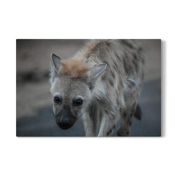 Galerie-Print "Puppy Eyes" 30x20 cm artboxONE