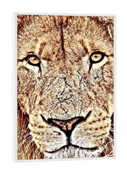 Poster mit weißem Rahmen "Löwen Gesicht braun" artboxONE - Tiere,Reise / Afrika