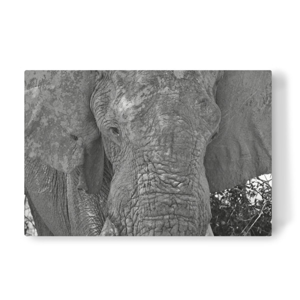 Leinwandbild "Elefanten Gedanken" artboxONE - Natur,Tiere,Schwarzweiß,Reise / Afrika