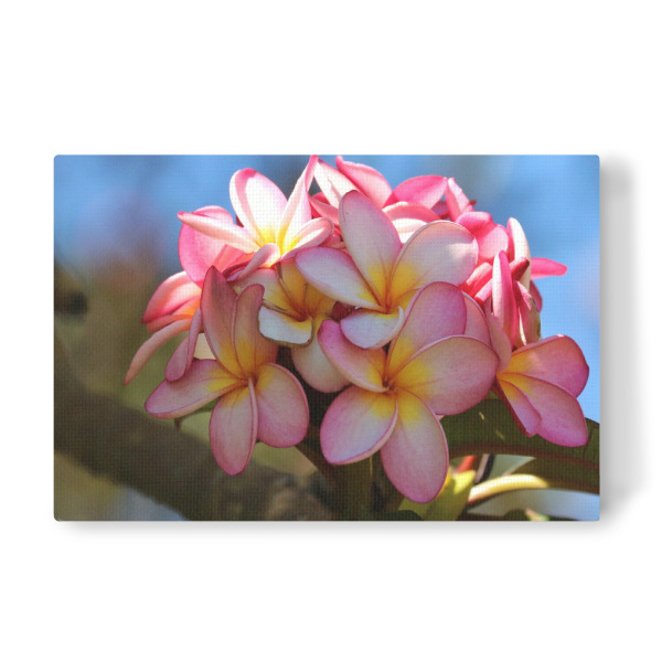 Leinwandbild "Blumen Liebe" artboxONE - Natur,Floral,Reise / Afrika - Blume,Pflanze,Liebe,Natur,Nature,Floral,Flowers,Closeup,Botanical