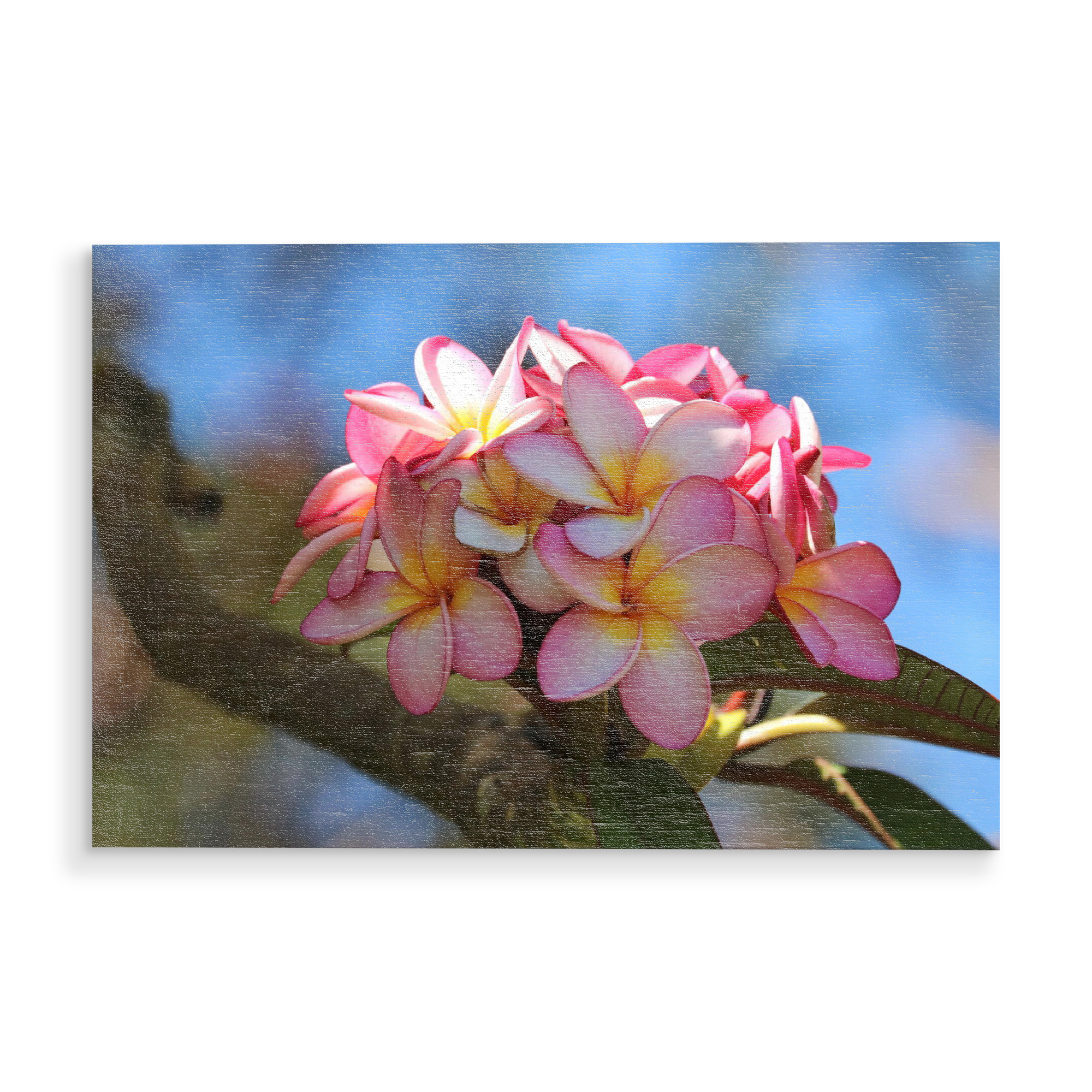 Holzbild "Blumen Liebe" artboxONE - Natur,Floral,Reise / Afrika - Blume,Pflanze,Liebe,Natur,Nature,Floral,Flowers,Closeup,Botanical