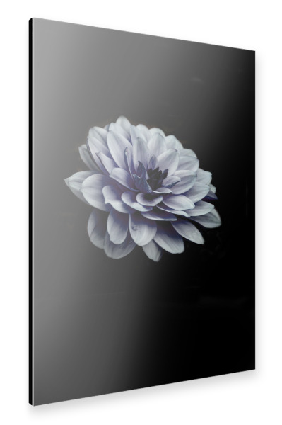 Alu-Dibond "Dahlia blue" 30x20 cm artboxONE