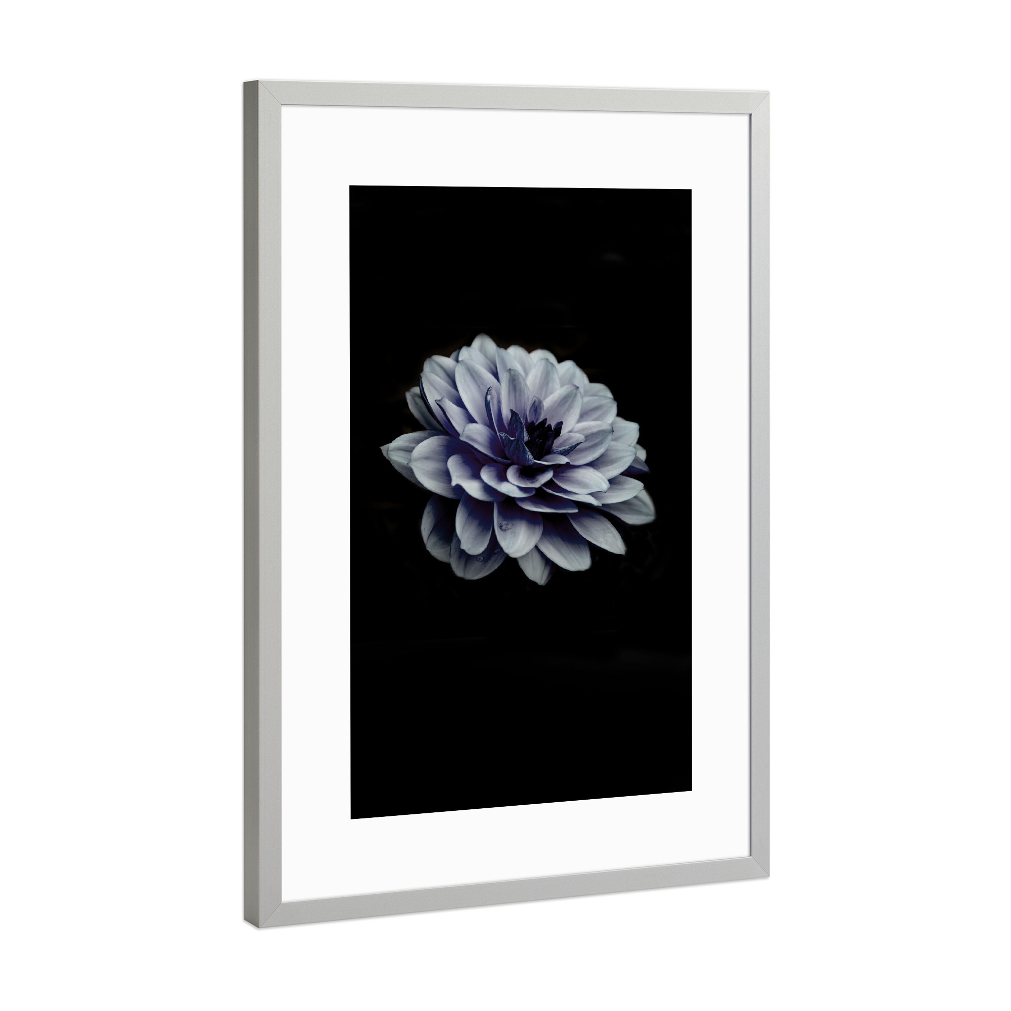 Poster mit Rahmen Silber "Dahlia blue" artboxONE - Natur,Floral