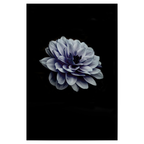 Poster "Dahlia blue" artboxONE - Natur,Floral - Dahlia,Dahlie,Blue,Closeup,Blume,Floral,Botanicalgarden,Black,Plant,Flower,Nature,Natur,Botanical