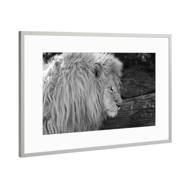 Poster mit Rahmen Silber "Großer Weißer Löwe" artboxONE - Natur,Tiere,Schwarzweiß,Reise / Afrika