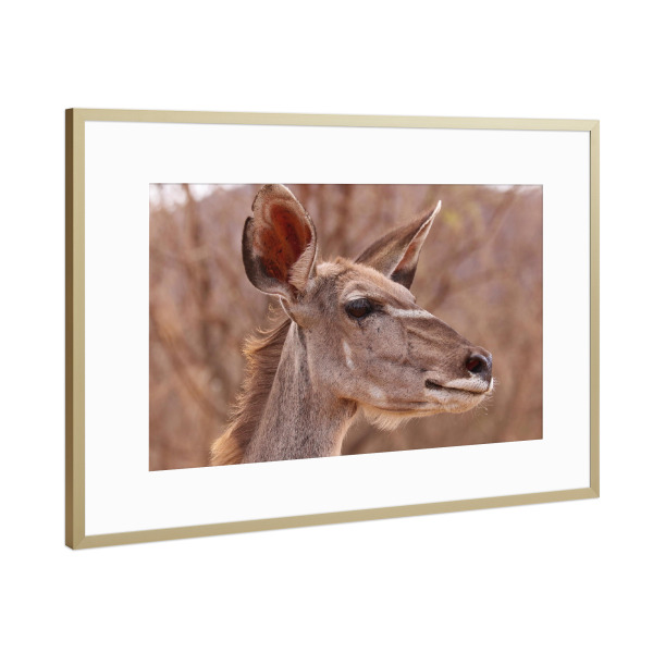 Poster mit Rahmen Gold "Kudu Weibchen Portrait" artboxONE - Natur,Tiere,Reise / Afrika