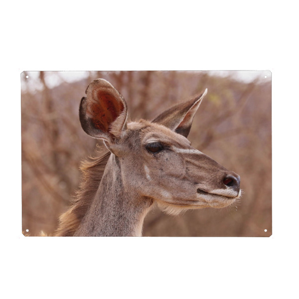 Metall Poster "Kudu Weibchen Portrait" artboxONE - Natur,Tiere,Reise / Afrika