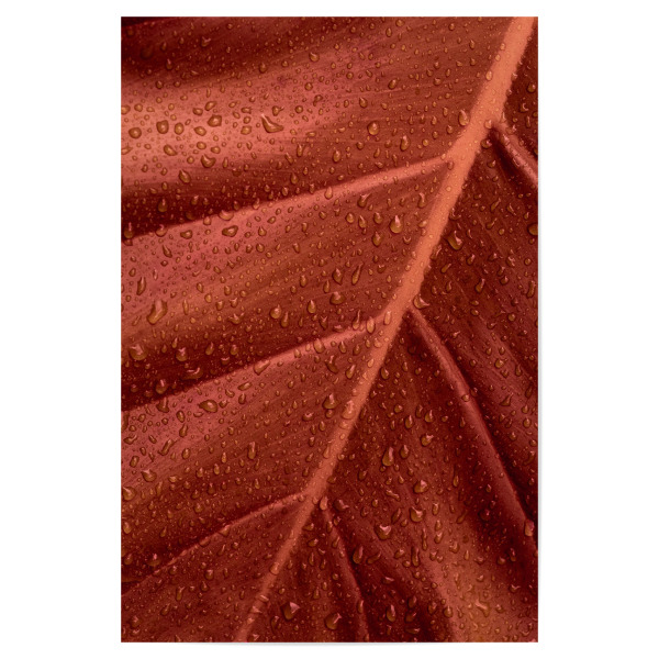 Poster 30x20 cm "Wet Brown Leaf" artboxONE - Natur,Floral