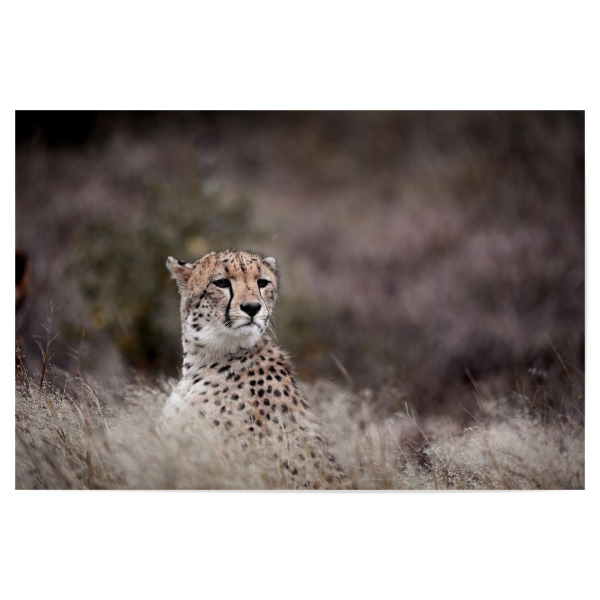 Poster 30x20 cm "Hanging around" artboxONE - Natur,Tiere