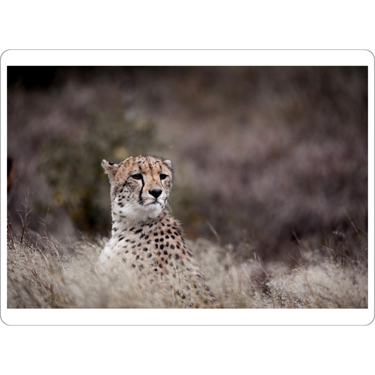 Tischset "Hanging around" artboxONE - Natur,Tiere