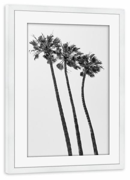 Poster mit Rahmen weiß "Palmen in Kalifornien | Monochrom" artboxONE - Natur,Schwarzweiß