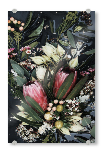 Acrylglasbild "Black Protea Foral Photo" artboxONE - Natur,Floral