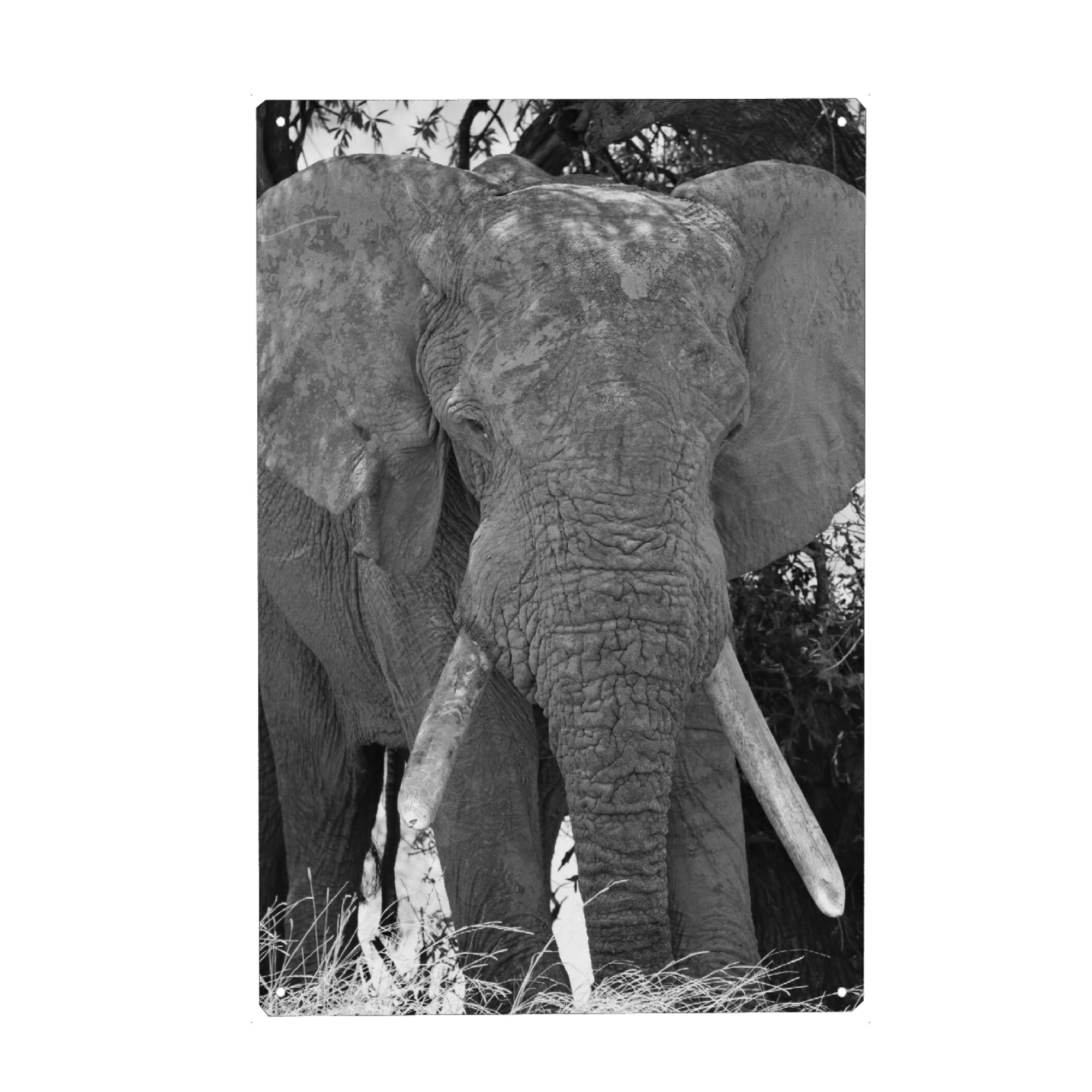 Metall Poster "Sehr alter Elefant" artboxONE - Natur,Tiere,Schwarzweiß,Reise / Afrika