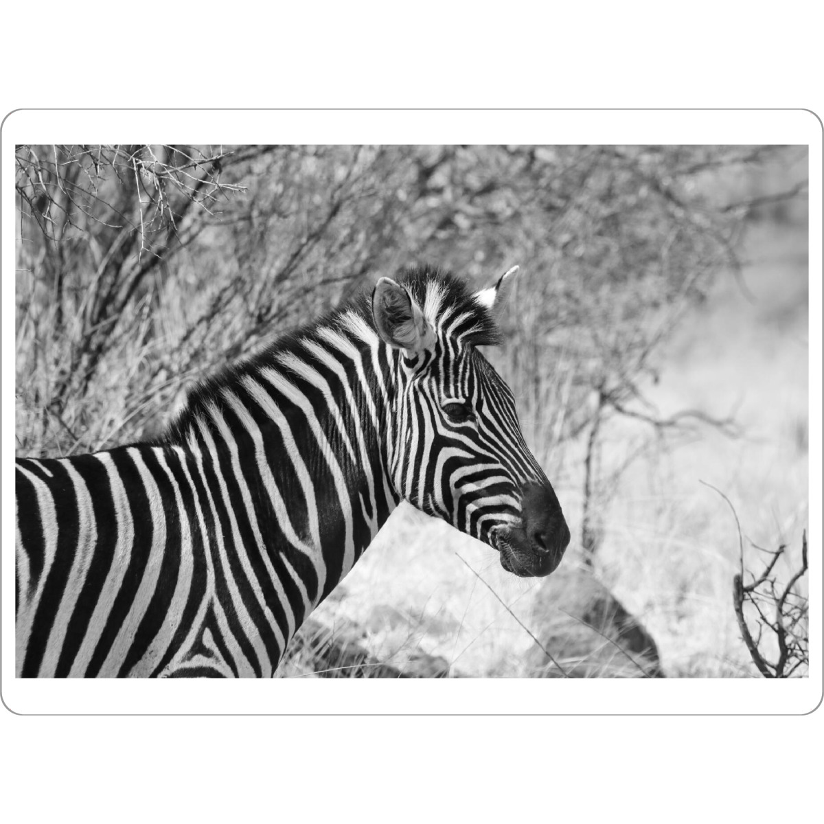 Tischset "Burchel Zebra Seiten Portrait" artboxONE - Natur,Tiere,Schwarzweiß,Reise / Afrika