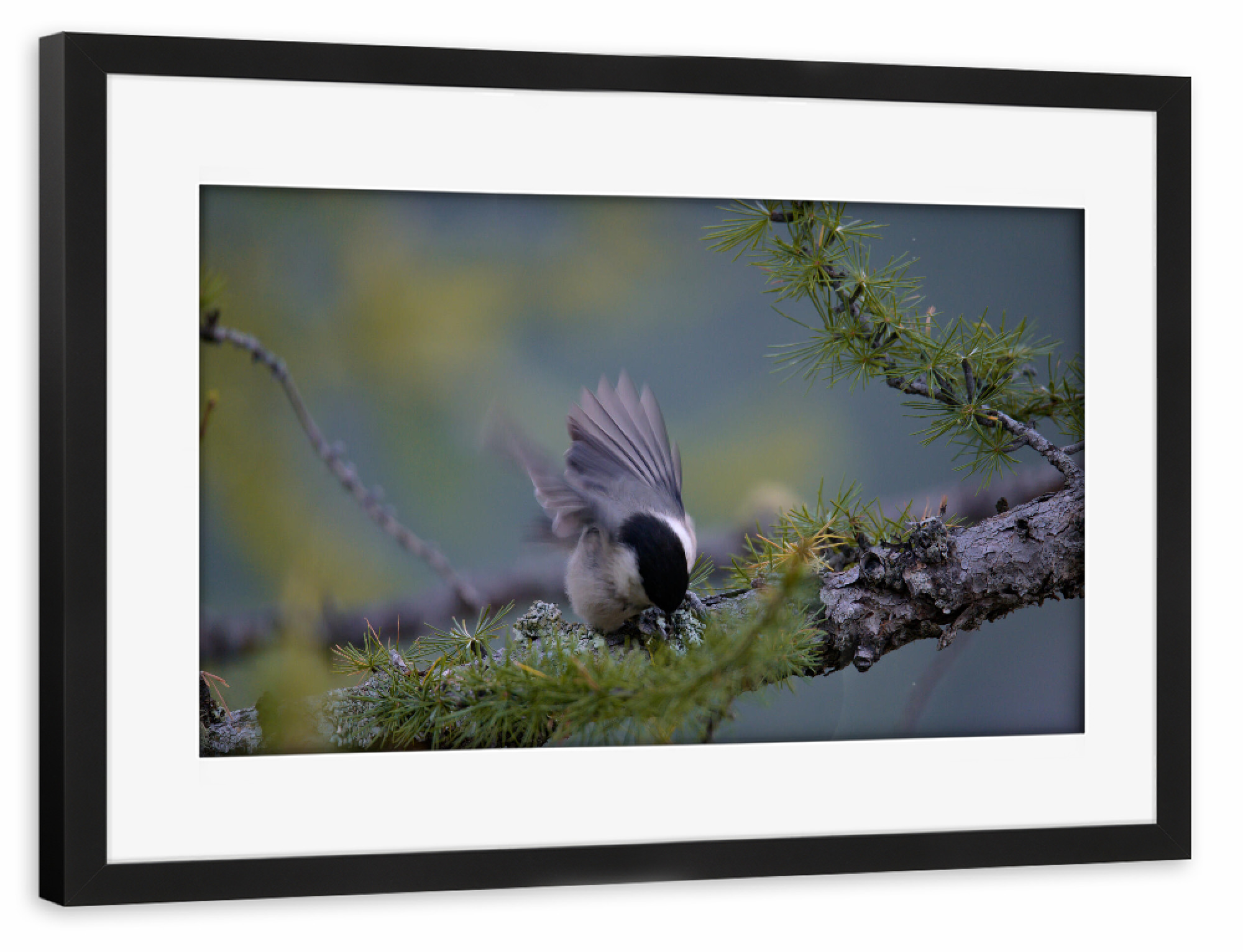 Poster mit Rahmen schwarz "Take-off" artboxONE - Natur,Tiere