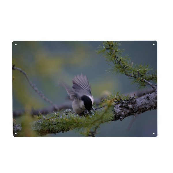 Holzbild "Take-off" artboxONE - Natur,Tiere - Vogel,Meise,Ast,Fliegen,Federn,Bewegung,Lärche,Gebirge,Natur,Wildtiere,Bird,Nature,Flying,Wild