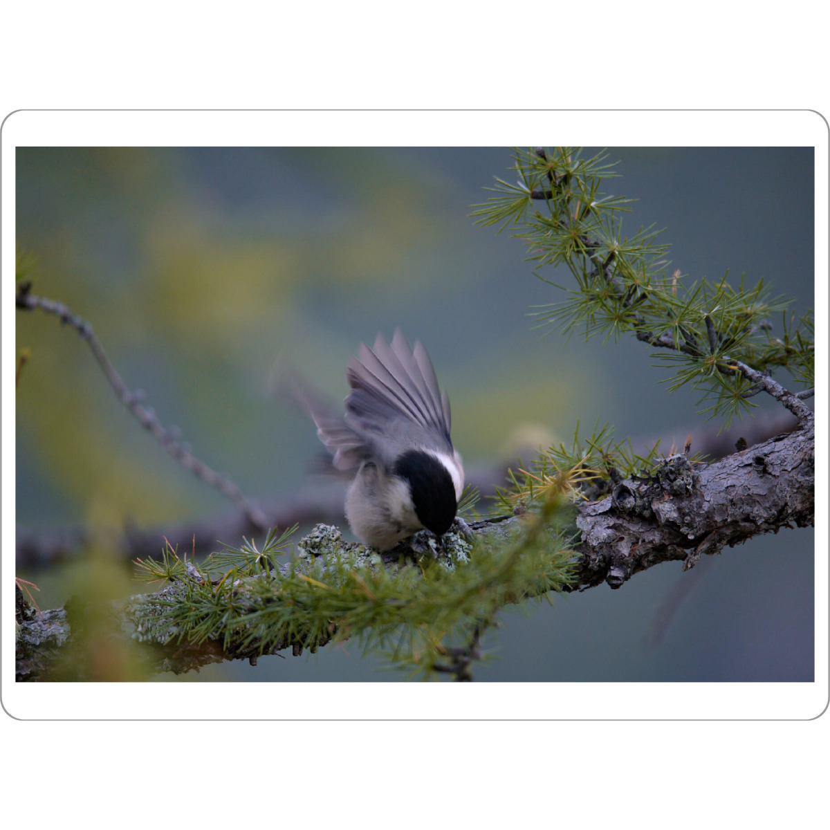 Tischset "Take-off" artboxONE - Natur,Tiere - Vogel,Meise,Ast,Fliegen,Federn,Bewegung,Lärche,Gebirge,Natur,Wildtiere,Bird,Nature,Flying,Wild