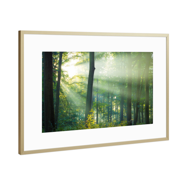 Poster mit Rahmen Gold "Licht im Wald" artboxONE - Natur