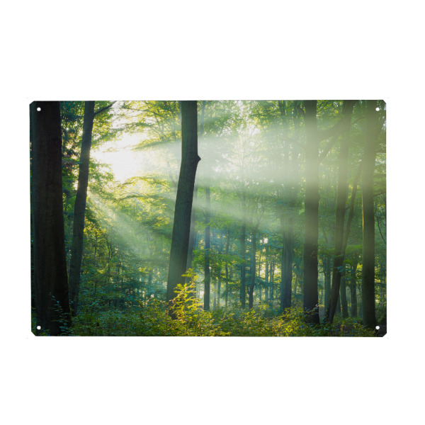 Holzbild "Licht im Wald" artboxONE - Natur