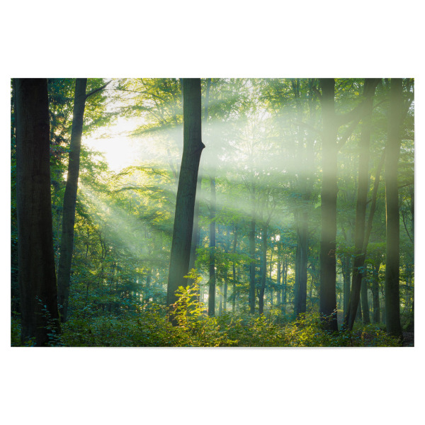 Poster 30x20 cm "Licht im Wald" artboxONE - Natur
