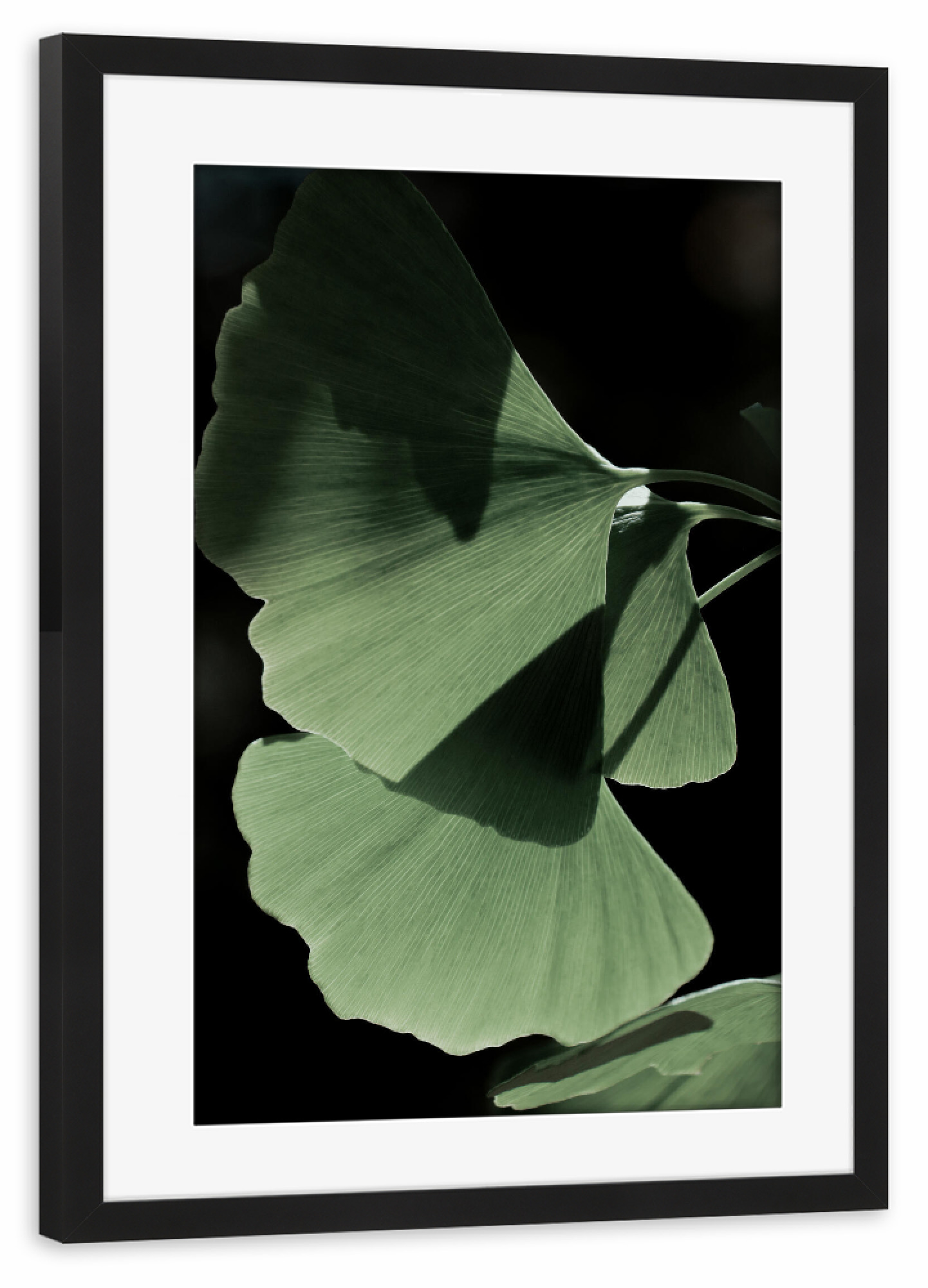 Poster mit Rahmen schwarz "Ginko no.Three" artboxONE - Natur,Floral - Froilein juno,Botanical,Pflanze,Palme,Blatt,Blätter,Natur,Foto