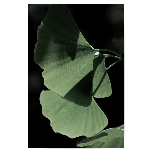 Poster 30x20 cm "Ginko no.Three" artboxONE - Natur,Floral - Froilein juno,Botanical,Pflanze,Palme,Blatt,Blätter,Natur,Foto