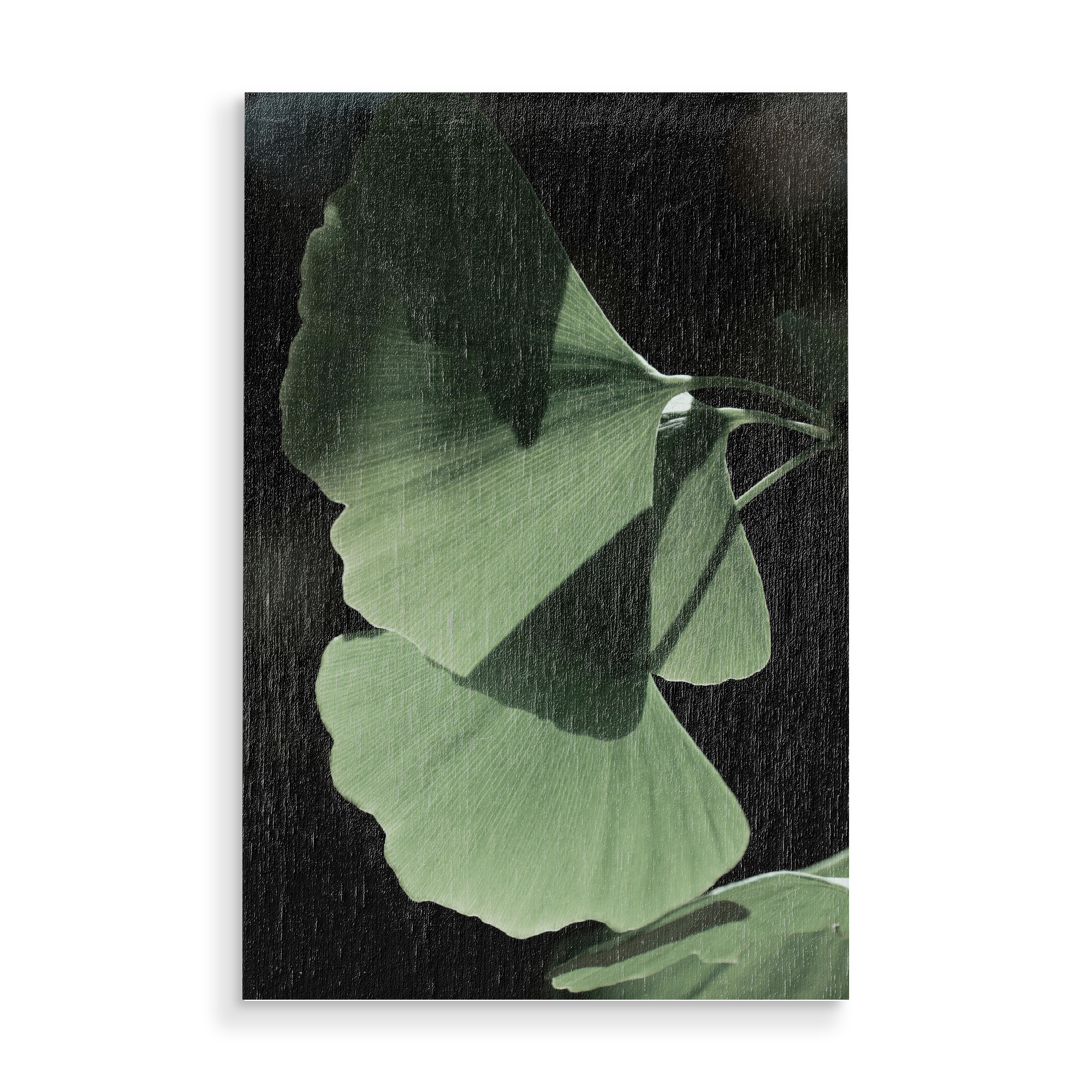 Holzbild "Ginko no.Three" artboxONE - Natur,Floral - Froilein juno,Botanical,Pflanze,Palme,Blatt,Blätter,Natur,Foto