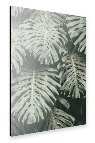 Alu-Dibond "Green Monstera Leaves" 30x20 cm artboxONE