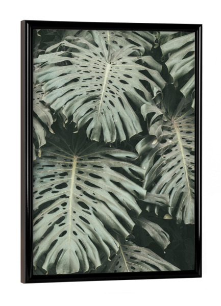 Poster mit schwarzem Rahmen "Green Monstera Leaves" artboxONE - Natur,Floral