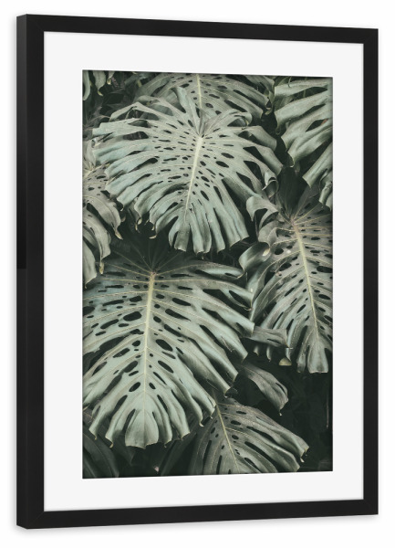 Poster mit Rahmen schwarz "Green Monstera Leaves" artboxONE - Natur,Floral
