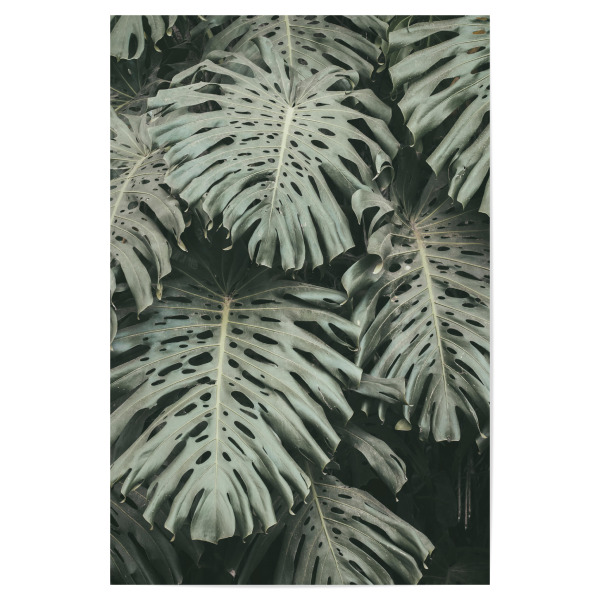 Poster 30x20 cm "Green Monstera Leaves" artboxONE - Natur,Floral