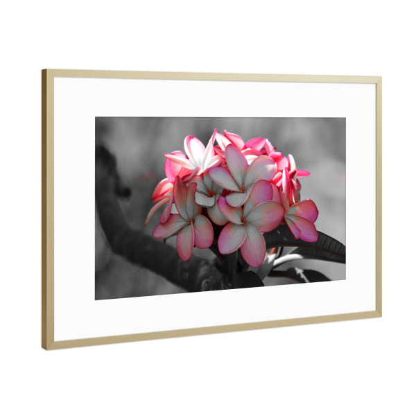 Poster mit Rahmen Gold "Die Welt ist rosa" artboxONE - Natur,Floral,Abstrakt,Reise / Afrika,Liebe