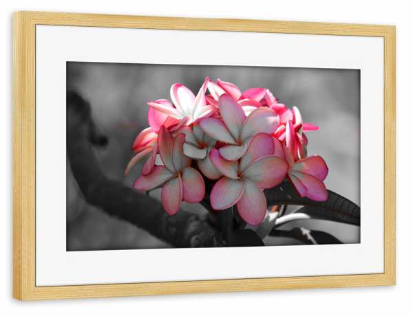 Poster mit Rahmen kiefer "Die Welt ist rosa" artboxONE - Natur,Floral,Abstrakt,Reise / Afrika,Liebe