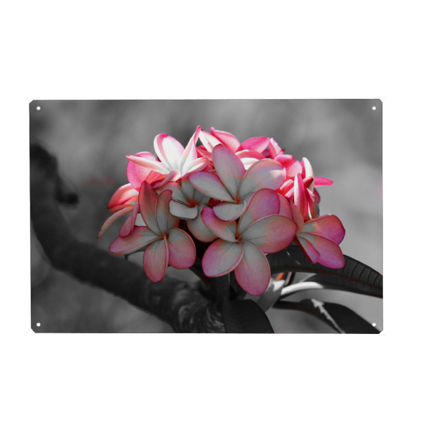 Holzbild "Die Welt ist rosa" artboxONE - Natur,Floral,Abstrakt,Reise / Afrika,Liebe