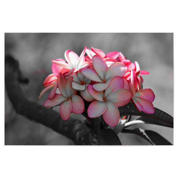 Poster 30x20 cm "Die Welt ist rosa" artboxONE - Natur,Floral,Abstrakt,Reise / Afrika,Liebe