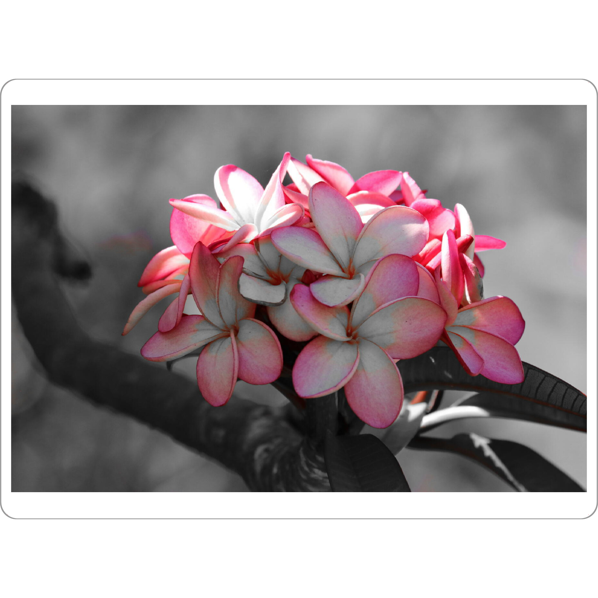 Tischset "Die Welt ist rosa" artboxONE - Natur,Floral,Abstrakt,Reise / Afrika,Liebe