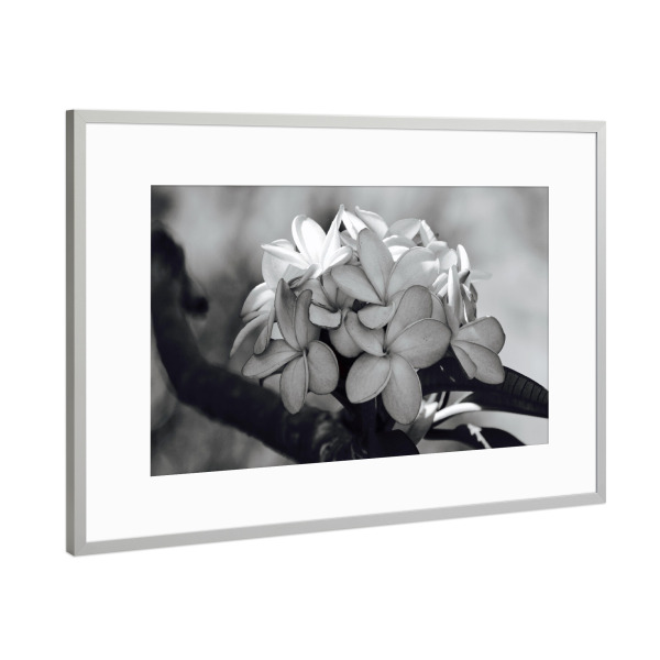 Poster mit Rahmen Silber "Blumen Zauber" artboxONE - Natur,Floral,Schwarzweiß,Reise / Afrika