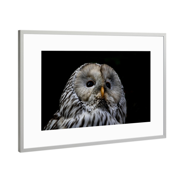 Poster mit Rahmen Silber "Habichtskauz" artboxONE - Natur,Reise,Tiere - Kauz,Owl,Eule,Bird,Black,White,Feather,Animal,Tier,Wild,Nature,Natur,Vogel
