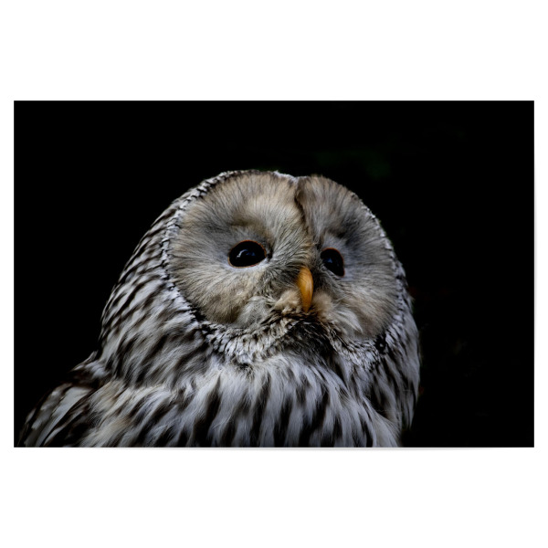 Poster 30x20 cm "Habichtskauz" artboxONE - Natur,Reise,Tiere - Kauz,Owl,Eule,Bird,Black,White,Feather,Animal,Tier,Wild,Nature,Natur,Vogel