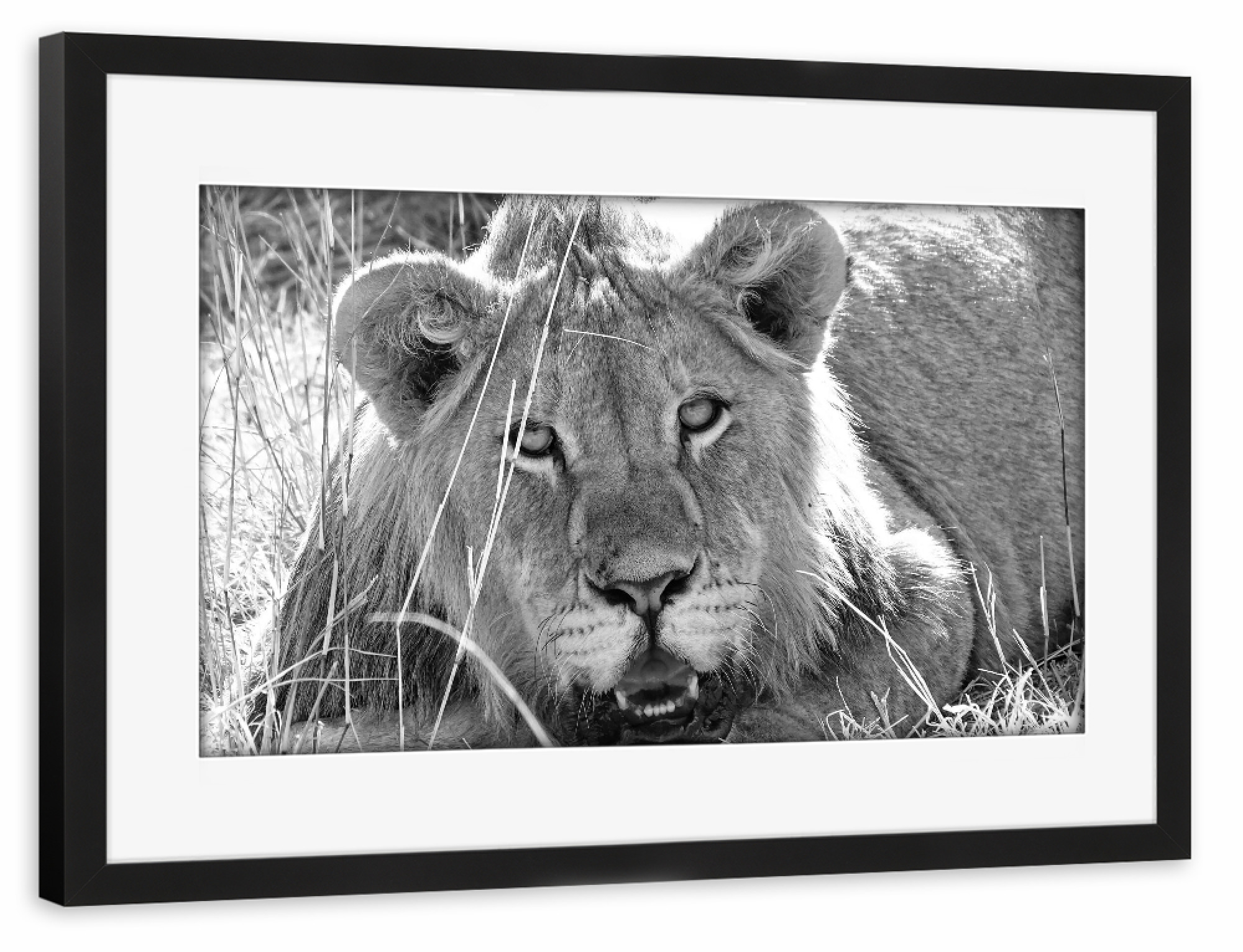 Poster mit Rahmen schwarz "Junger Löwe im Gras" artboxONE - Natur,Tiere,Schwarzweiß,Reise / Afrika