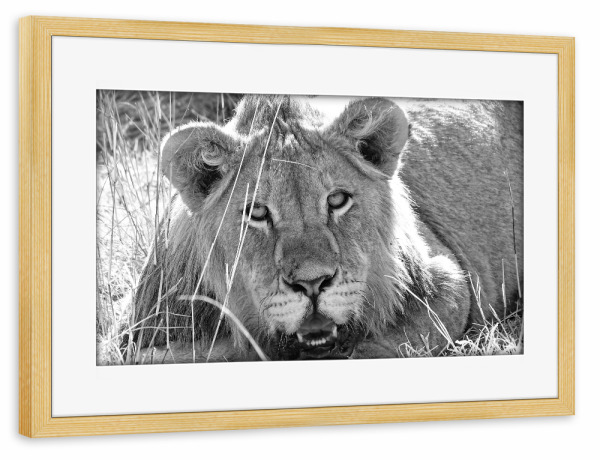 Poster mit Rahmen kiefer "Junger Löwe im Gras" artboxONE - Natur,Tiere,Schwarzweiß,Reise / Afrika