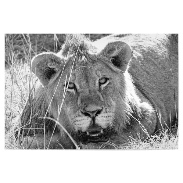 Poster "Junger Löwe im Gras" artboxONE - Natur,Tiere,Schwarzweiß,Reise / Afrika