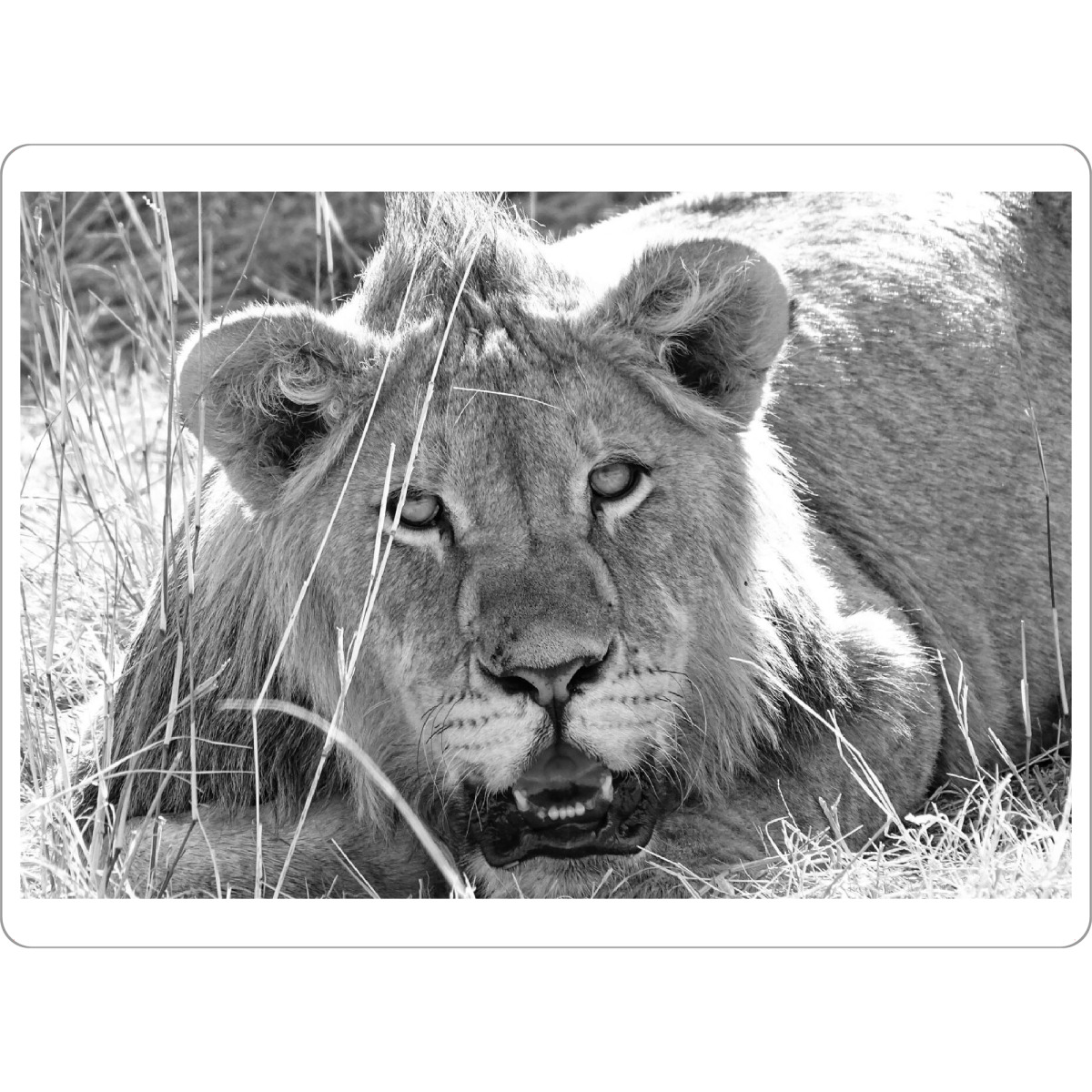 Tischset "Junger Löwe im Gras" artboxONE - Natur,Tiere,Schwarzweiß,Reise / Afrika