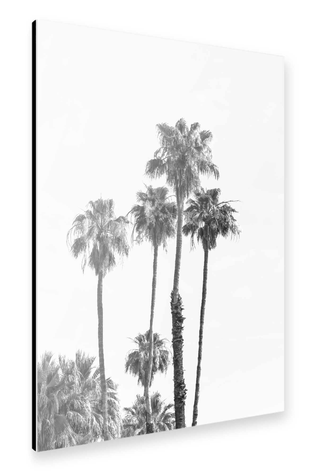 Alu-Dibond "Palmen in Monochrom" 75x50 cm artboxONE