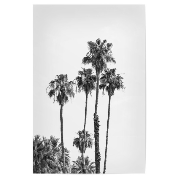 Poster 30x20 cm "Palmen in Monochrom" artboxONE - Natur,Schwarzweiß,Reise / Strand und Meer