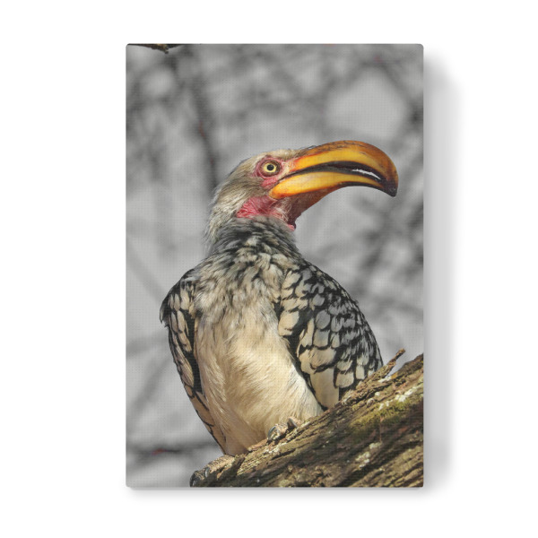 Leinwandbild "Toko colorkey" artboxONE - Natur,Tiere,Reise / Afrika - Toko,Vogel,Afrika,Portrait,Colorkey,Animal,Bird,Africa,Wild,Nature,Natur,Sitting