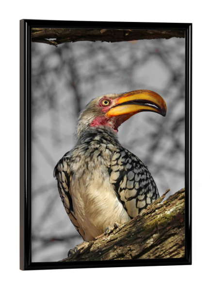 Poster mit schwarzem Rahmen "Toko colorkey" artboxONE - Natur,Tiere,Reise / Afrika