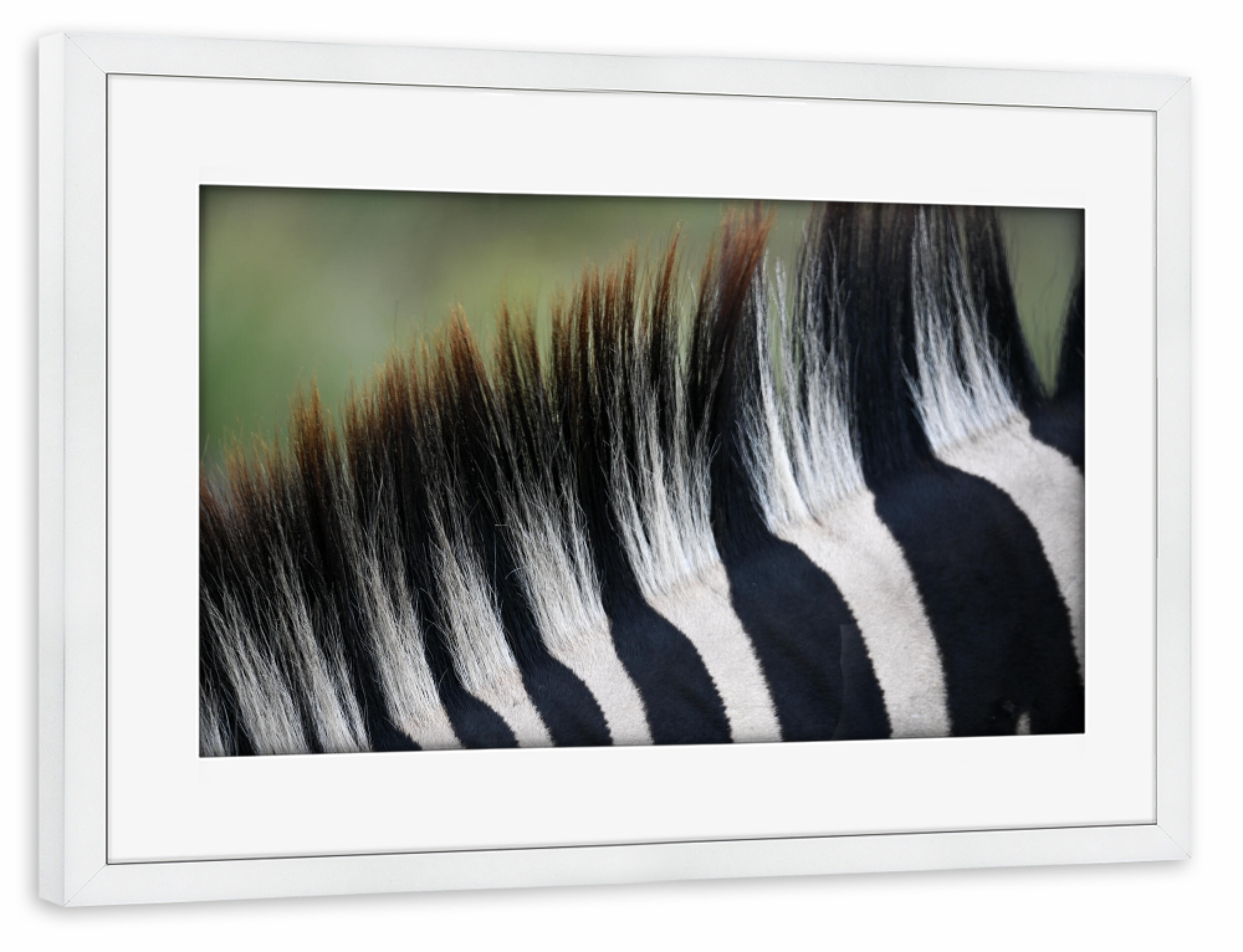 Poster mit Rahmen weiß "Striped Mane" artboxONE - Natur,Tiere,Schwarzweiß